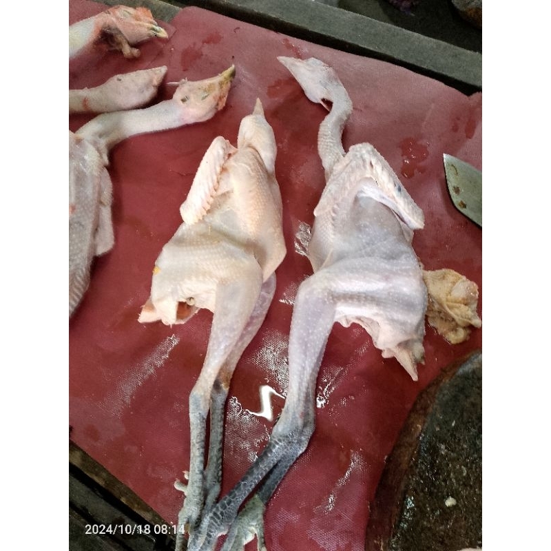 

ayam kampung sedang