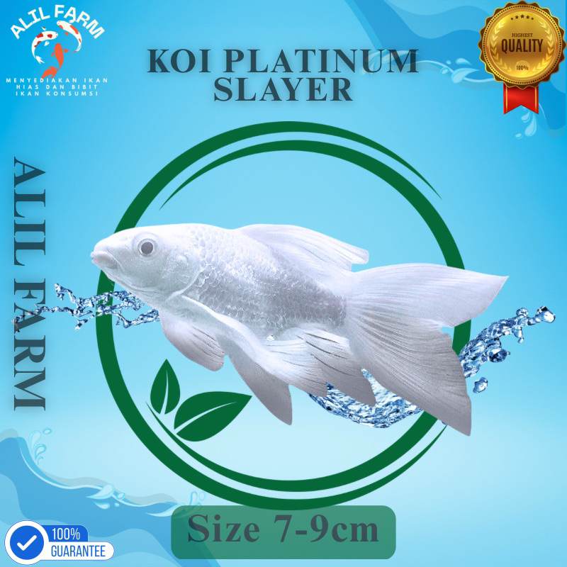 Paket 5 Ekor Koi Platinum Slayer Putih Salju Size 7-9 Cm / Koi Platinum Murah Berkualitas