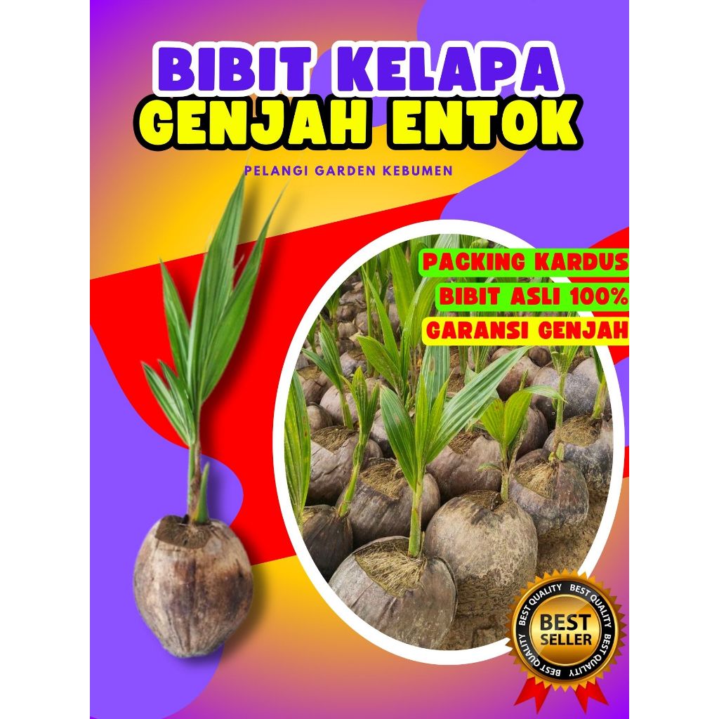 TERBAIK.. Tanaman Kelapa Hibrida Bersertifikat, Tanaman Kelapa Hijau, Tanaman Kelapa Hibrida Hijau J