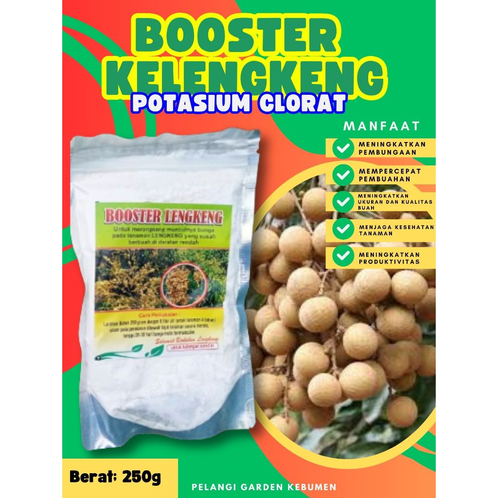 TERBAIK  Boster Kelengkeng Merah Cangkok Berbuah, Boster Kelengkeng Matalada