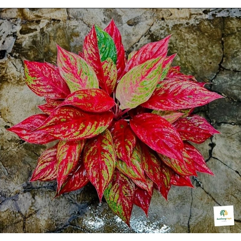 Tanaman Hias Aglonema Red Nancy - aglonema merah cantik