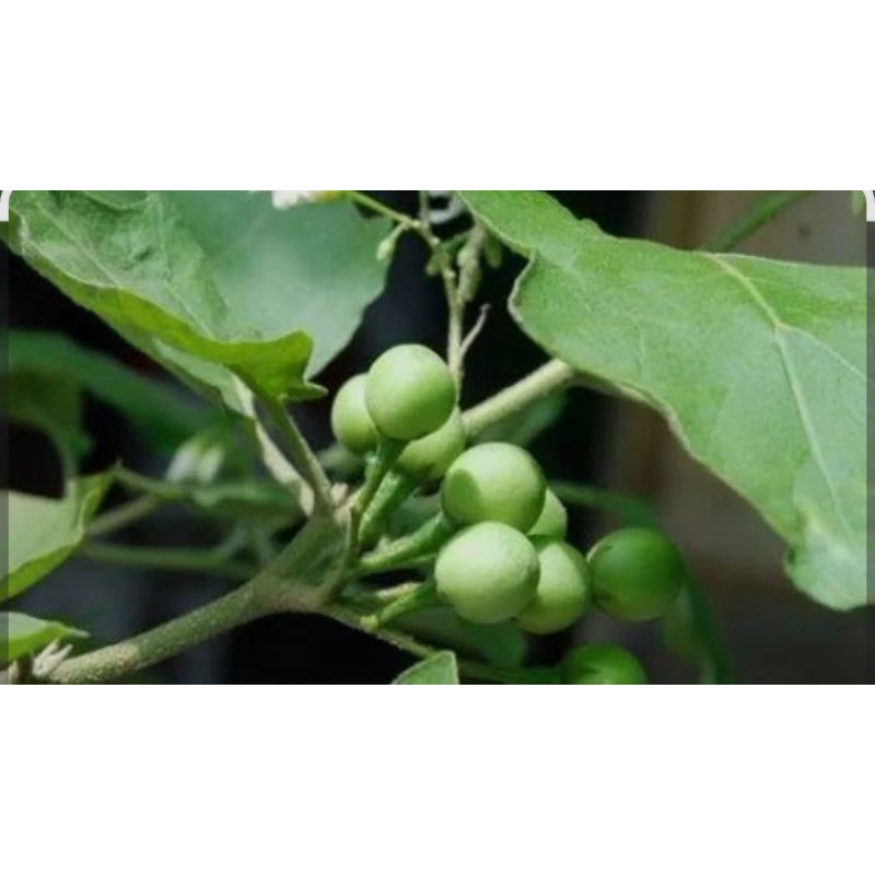 

Buah,tekokak/cepokak,250gram