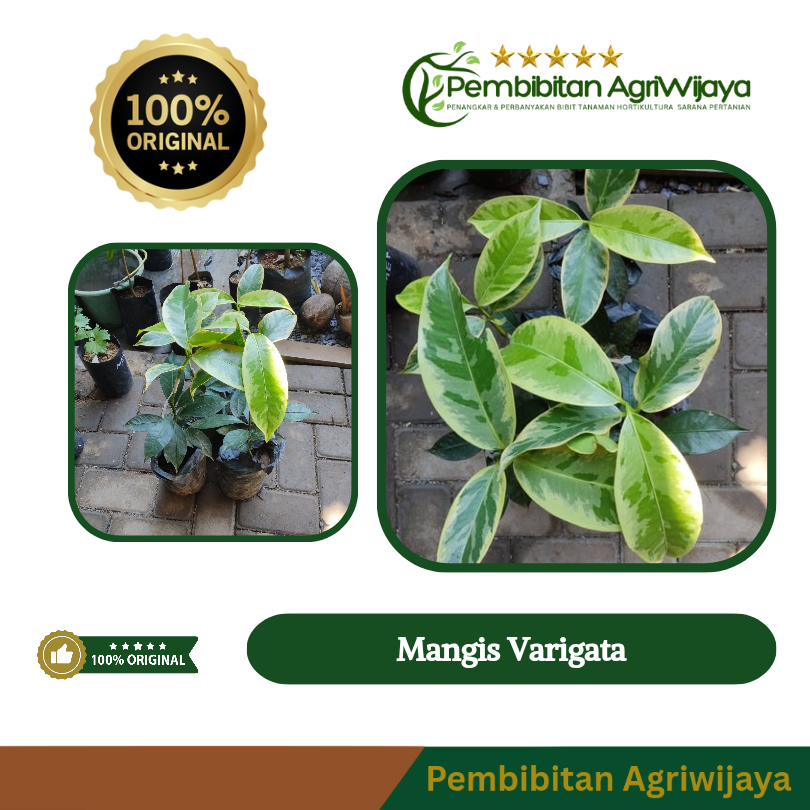 Bibit Manggis Varigata | Tanaman Buah Langka & Hias Eksklusif | Pembibitan Agri Wijaya