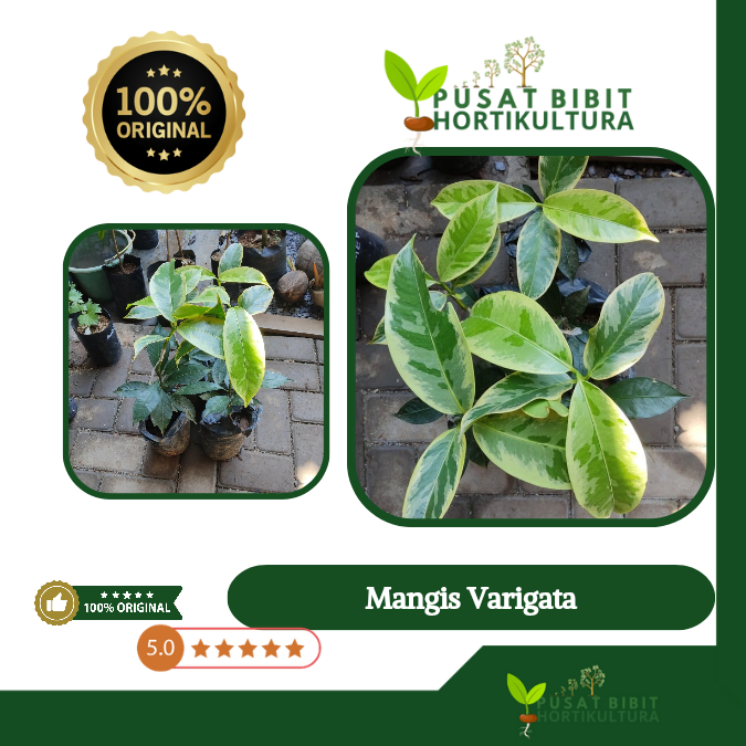 Bibit Manggis Varigata – Unik, Langka, Daun Corak Putih & Hijau, Cocok untuk Koleksi