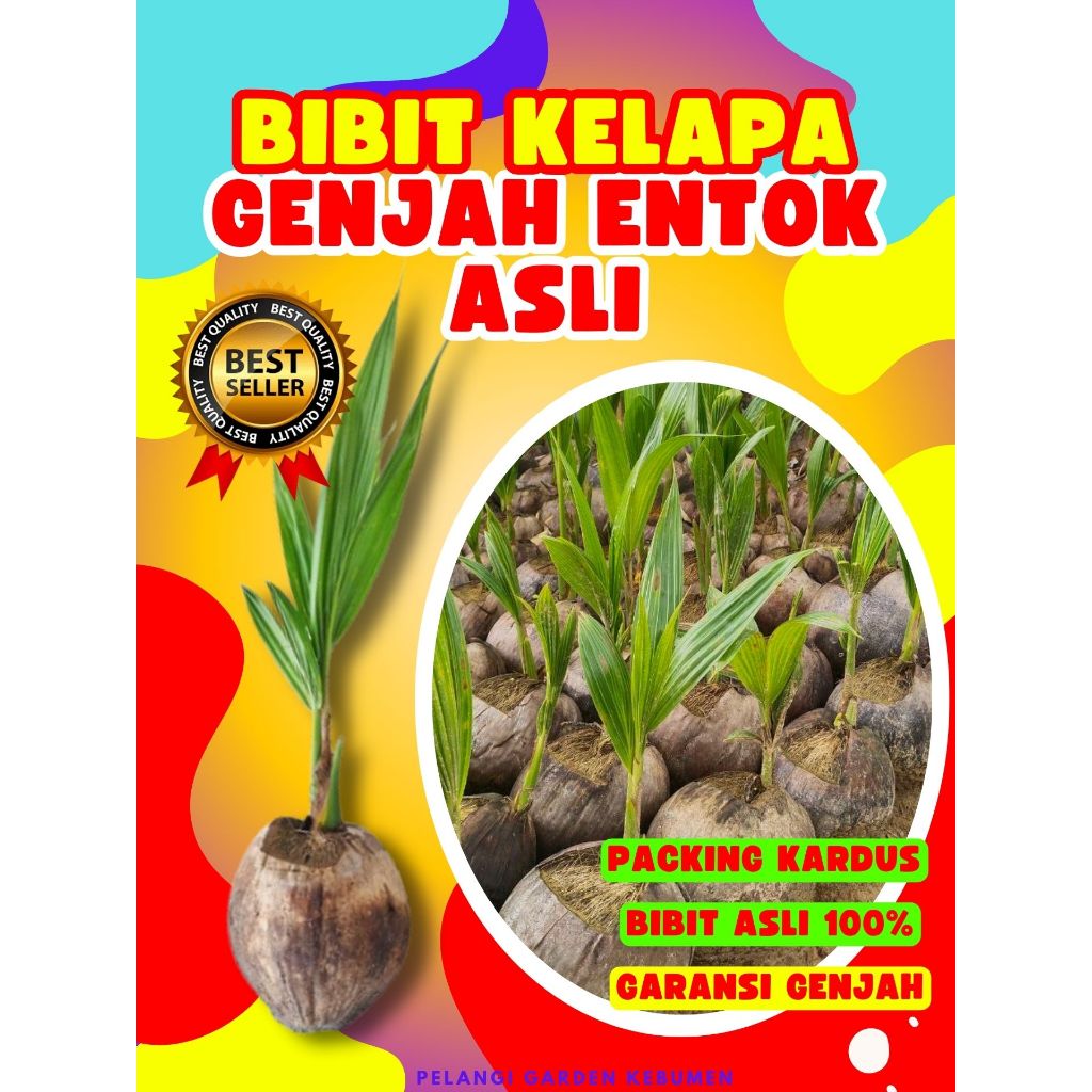 KUALITAS UNGGUL..! Tanaman Buah Kelapa Entok, Tanaman Buah Kelapa Entog, Tanaman Buah Kelapa Entok A