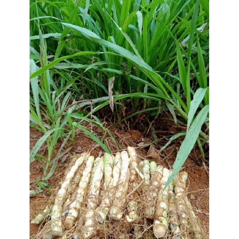 Jual per batang,steak rumput odot,bibit rumput odot original