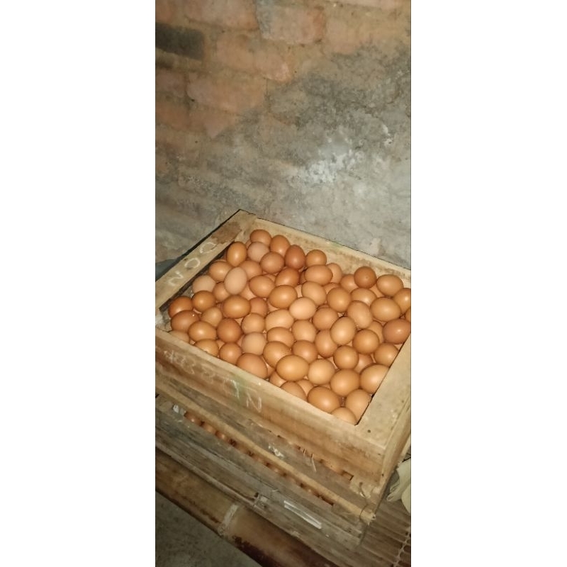 

telur ayam