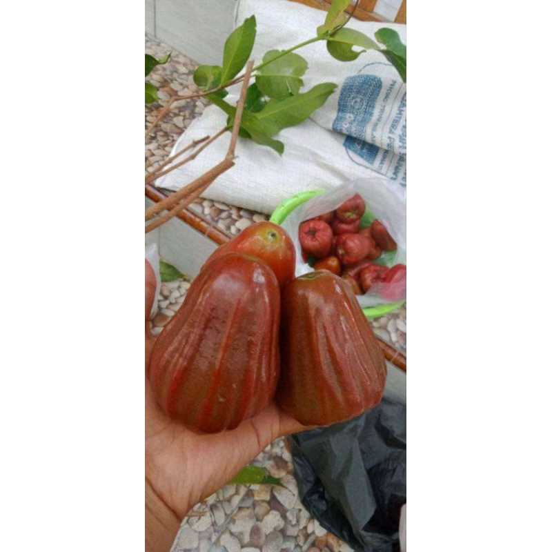 CANGKOK JAMBU AIR DALHARI