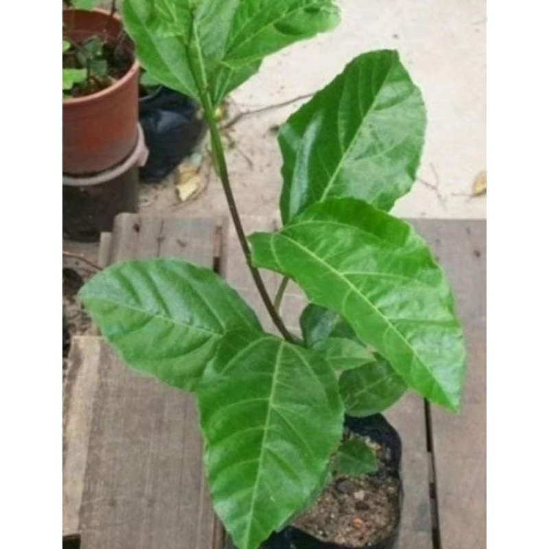 Bibit markisa/steak markisa/bibit tanaman markisa super