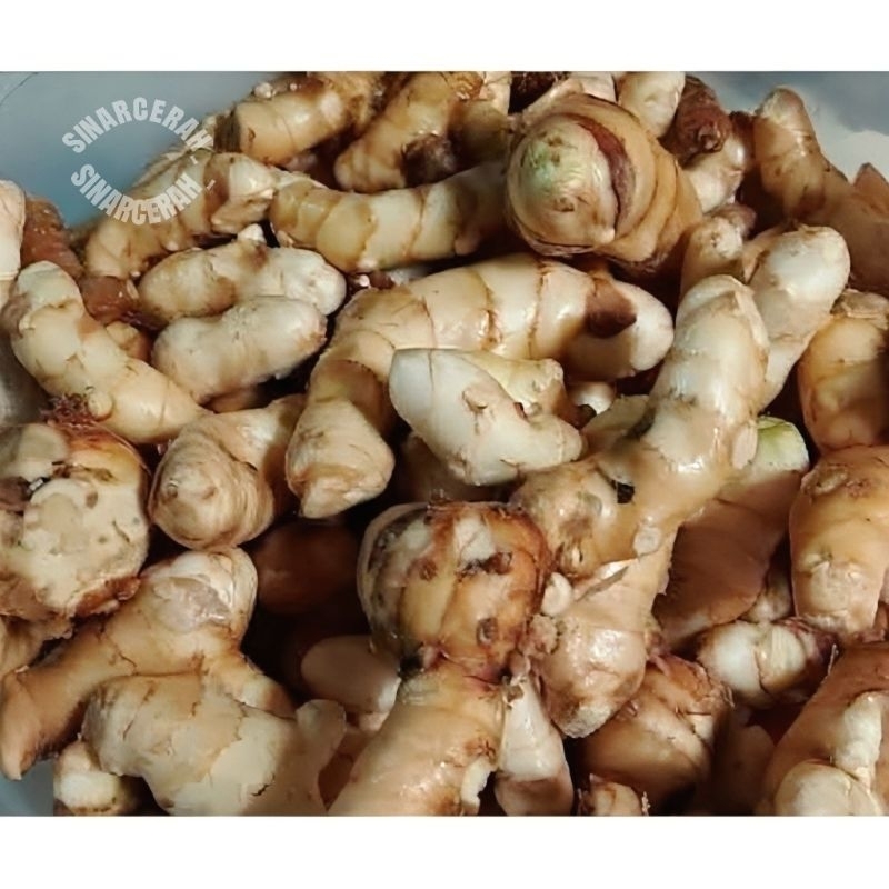

Kunyit Putih -Temu Putih segar 1kg CURCUMA ZEDOARIA
