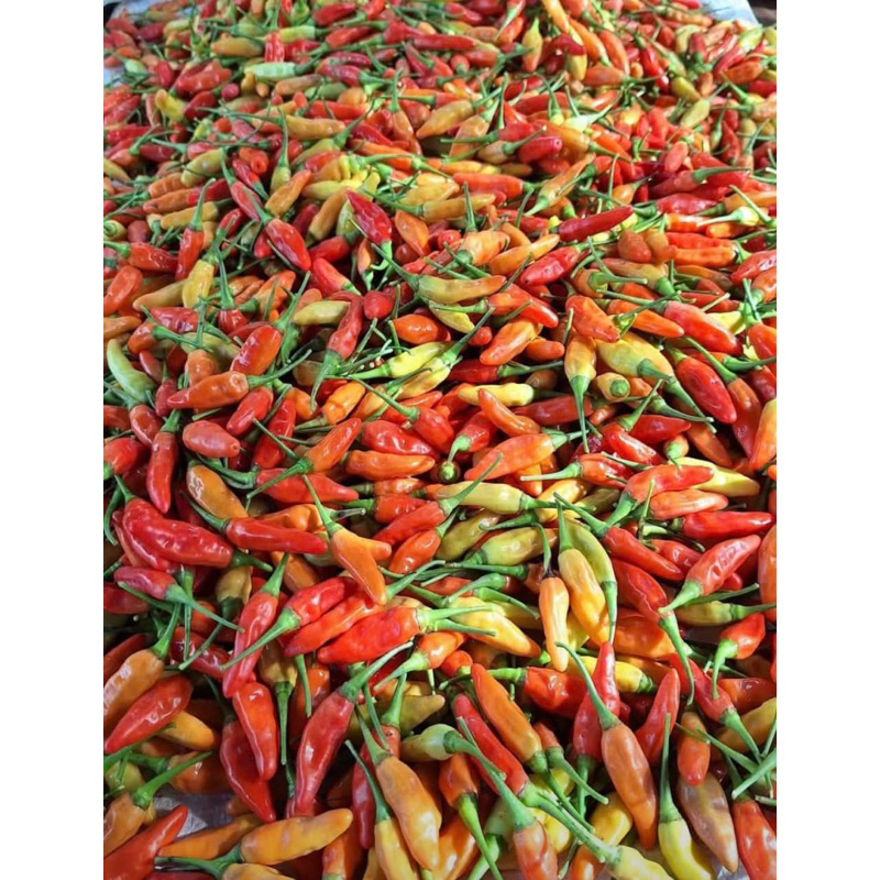 

cabai rawit merah ton an