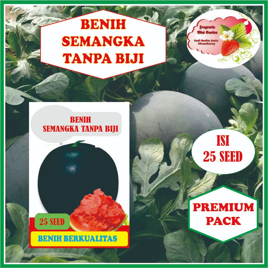 BENIH SEMANGKA TANPA BIJI ISI 25 BIJI