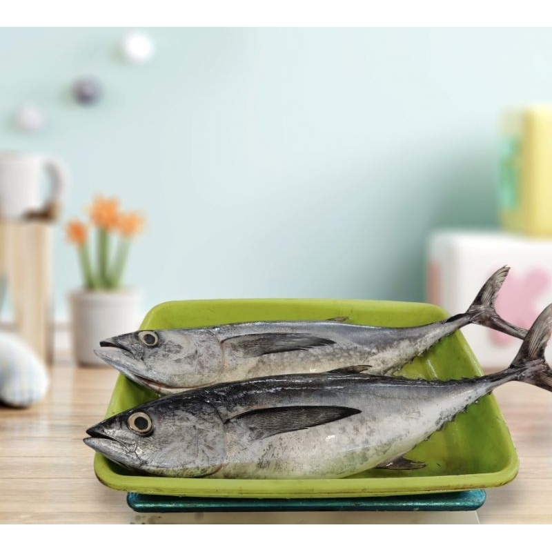 ikan tuna segar ikan tongkol putih segar @1,5kg