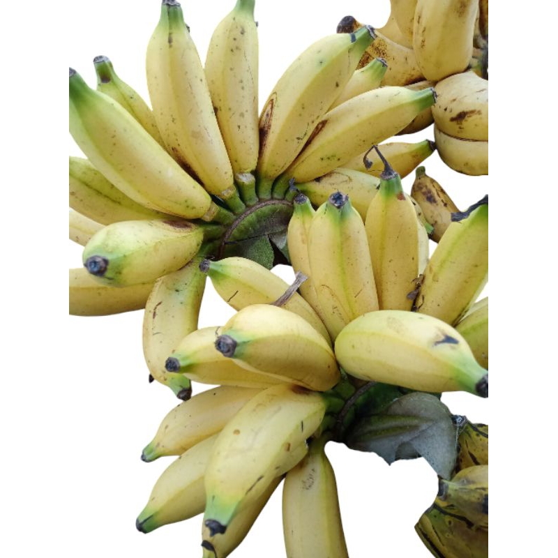 

pisang barlin 1 sisir