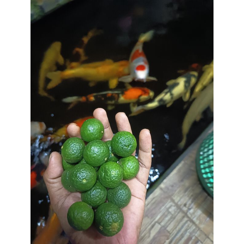 

jeruk limau boci kecil jeruk sambel jeruk limo 500g