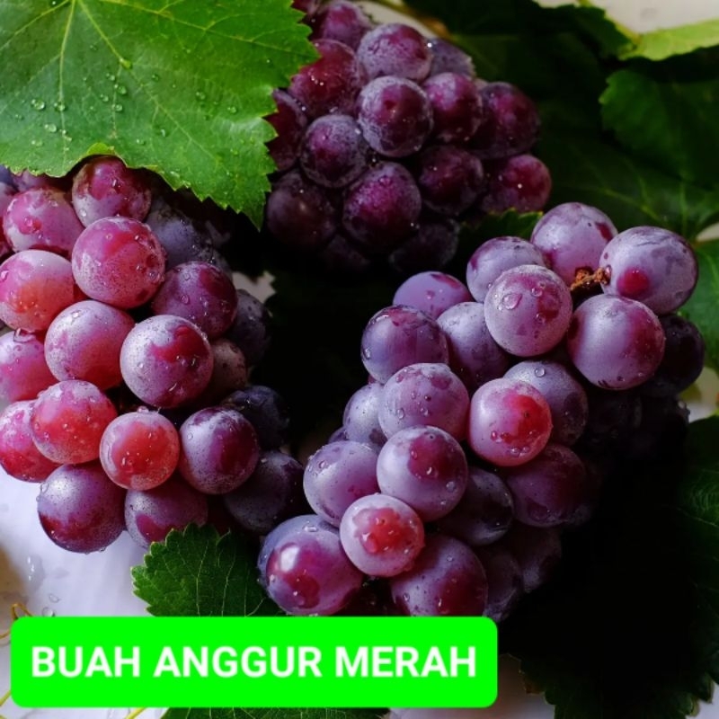 

BUAH ANGGUR IMPORT 500G