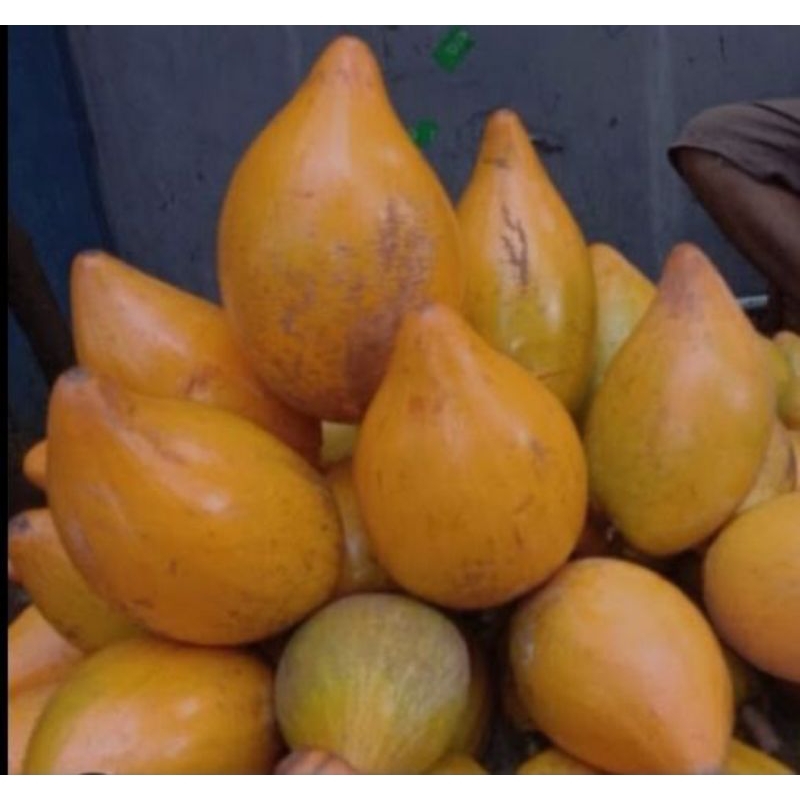 

buah alkesah/ sawo mentega segar baru petik dadakan 500 gram