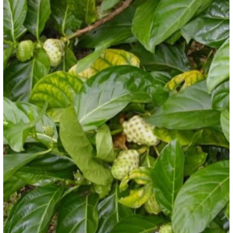 

Daun Mengkudu segar dan kering 100gram