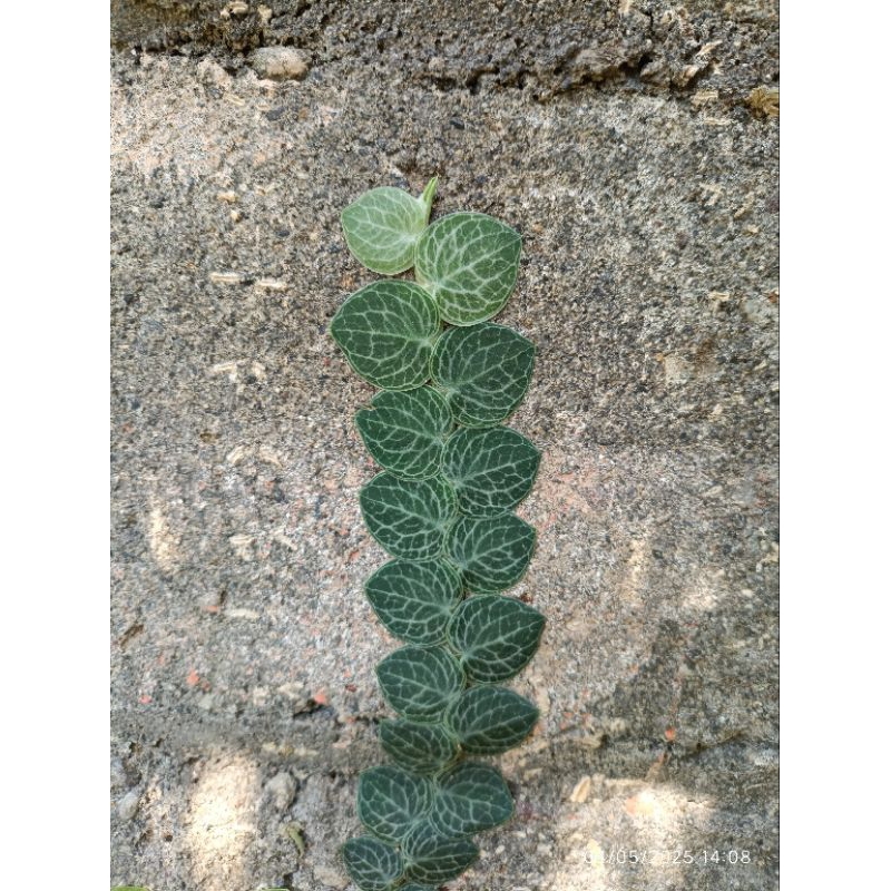 Raphidopora cryptantha