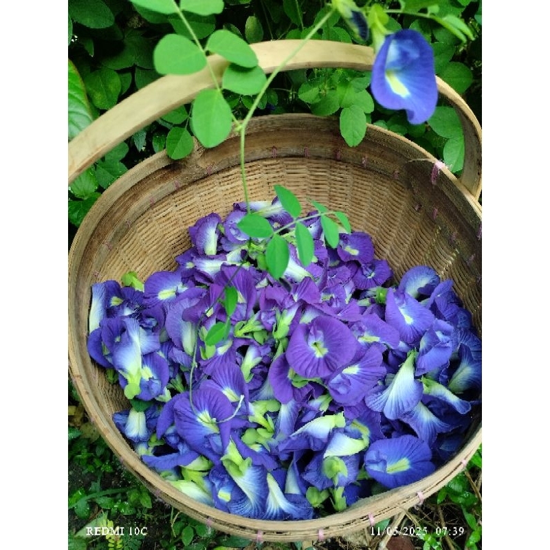 

Bunga Telang segar isi 100 gram+kemasan thinwall