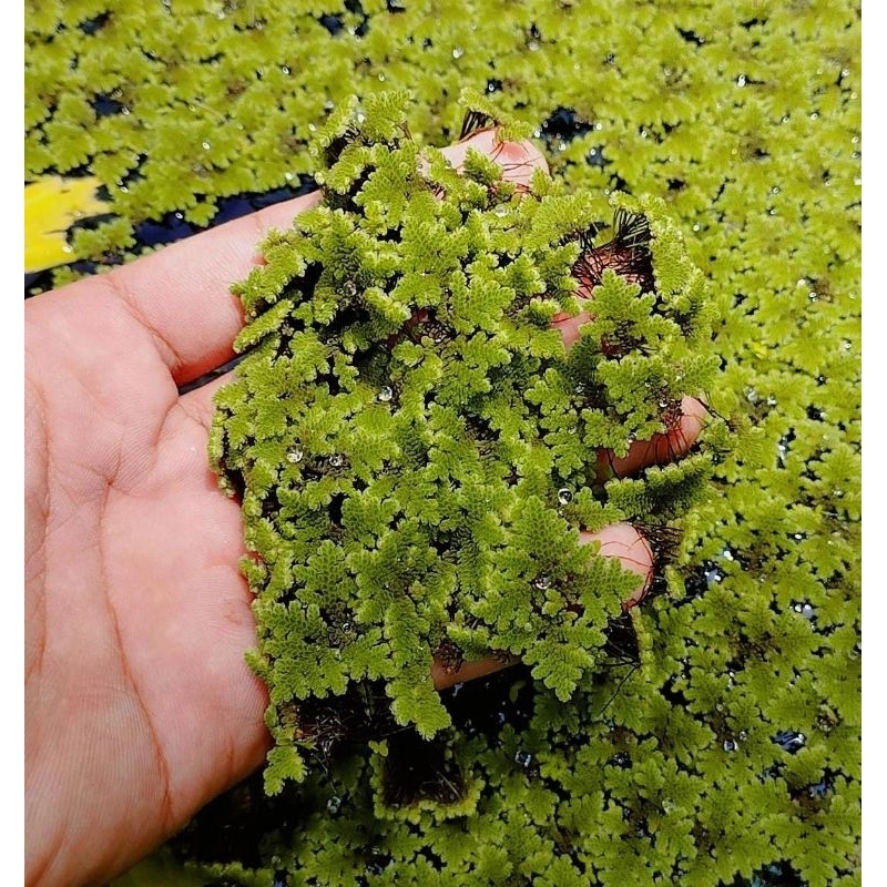 Bibit Azolla Pakan Alternatif Bebek Ayam