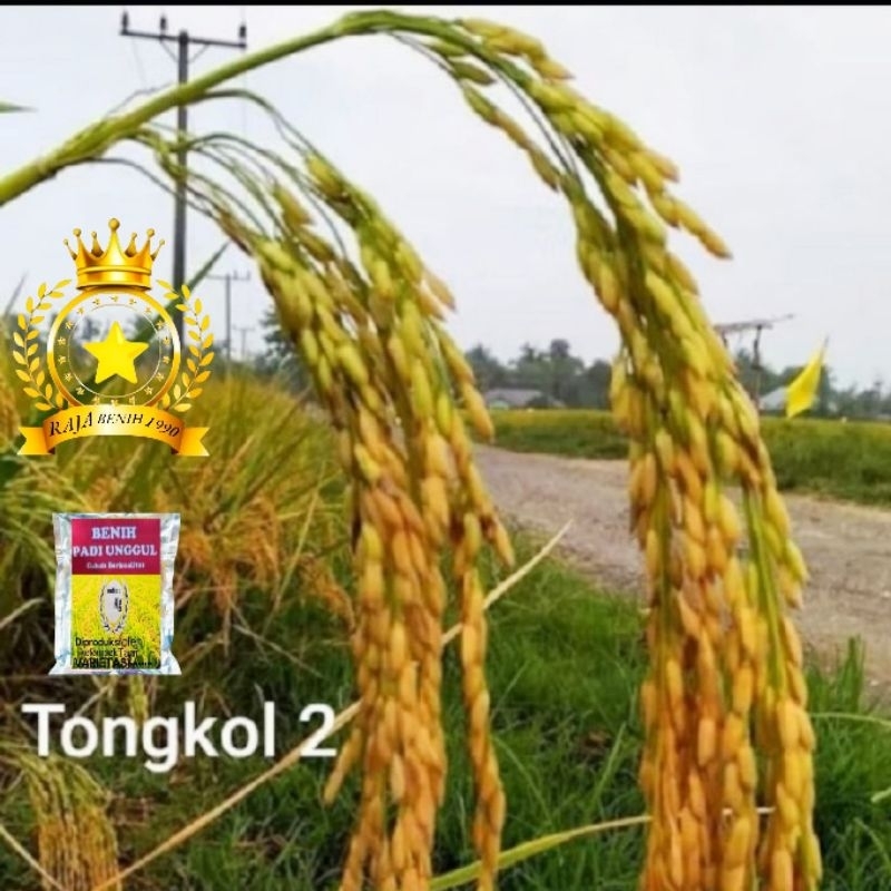 Benih padi unggul tongkol2 berkualitas 1kg