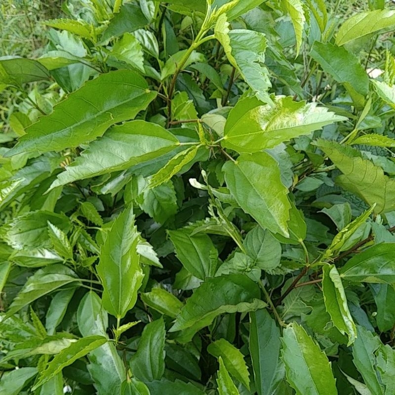 

daun dan batang kembang sepatu fresh 200gram asli