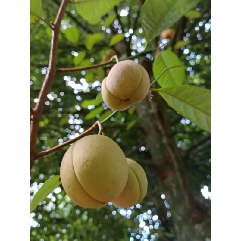 

Buah pala mentah 1 kg