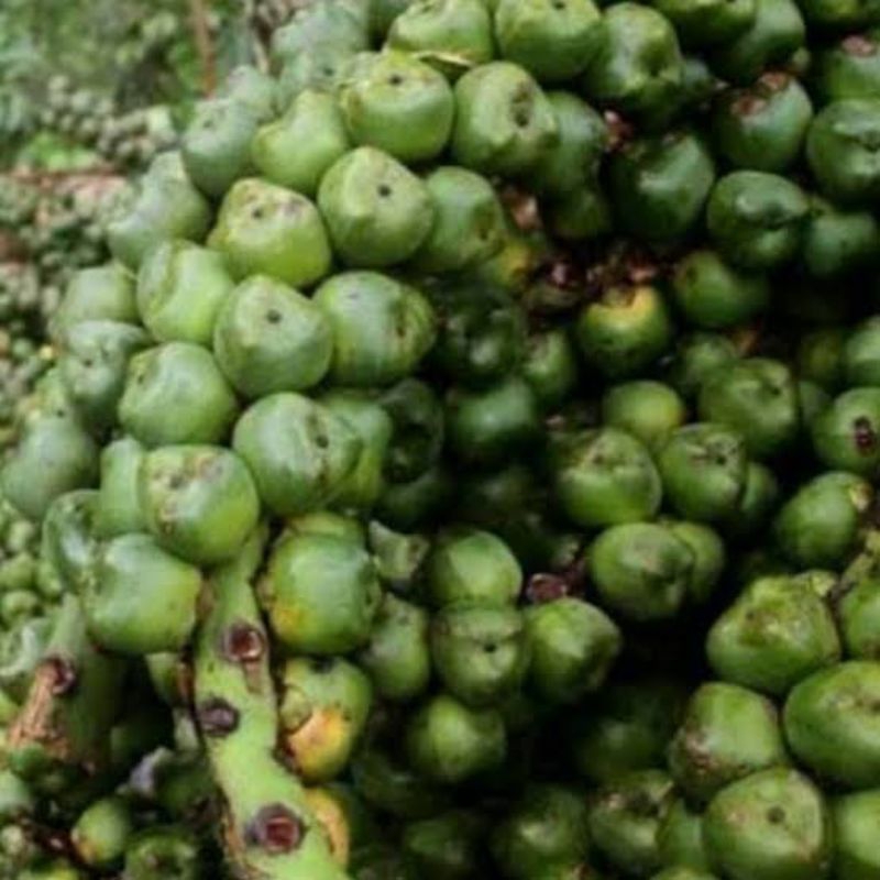 

BUAH POHON AREN||KOLANG-KALING MENTAH