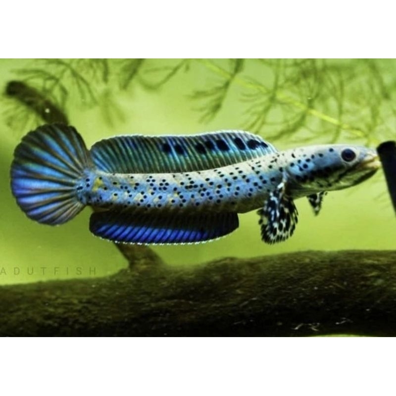 pakan chana ORNA original