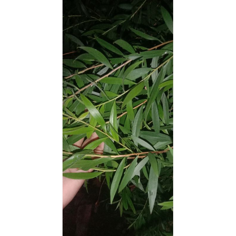 

Daun minyak kayu putih segar,500g