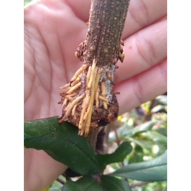 Zpt akar Rootpro cangkok  dan stek 15 ml