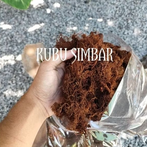 Mos Kadaka/ Mos Hitam/ Media Simbar Platycerium Kemasan Sedang