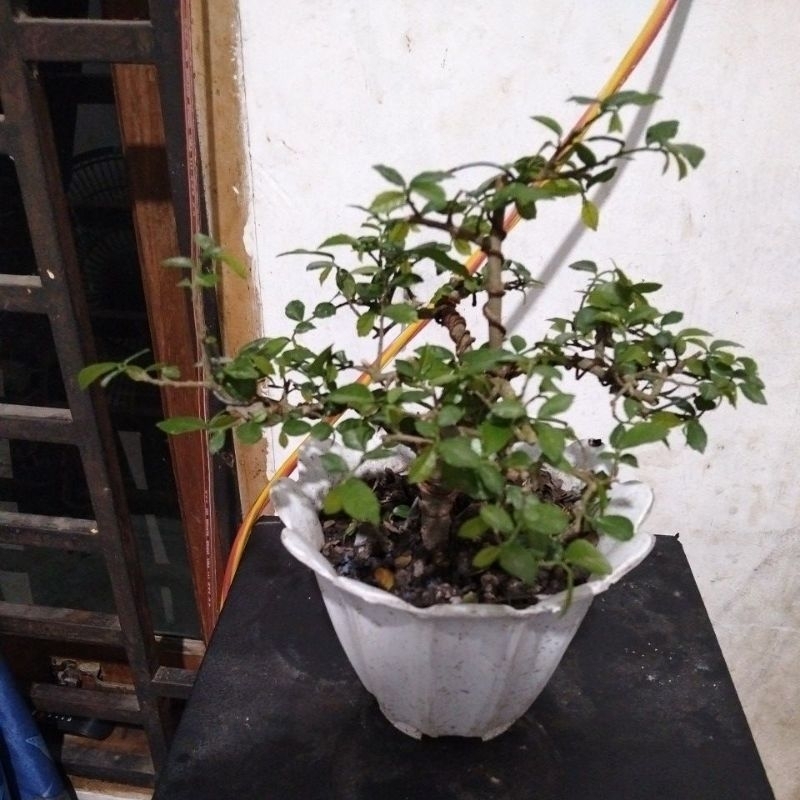 bonsai serut mame