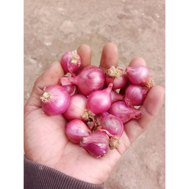 

Bawang merah segar
