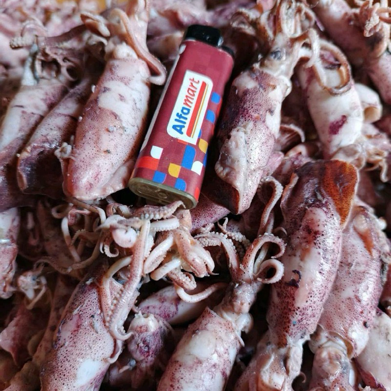 

Cumi Asin Bertelur Super Murah Halal Food