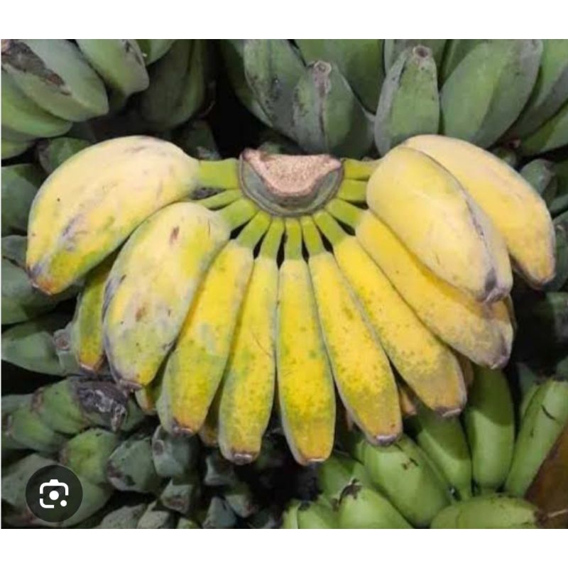 

BUAH PISANG KEPOK 1sisir