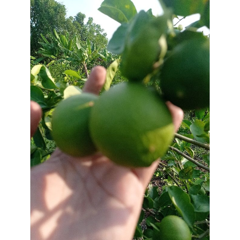 

JERUK NIPIS SEGAR 1 KG MURAH KUALITAS 100% NATURAL