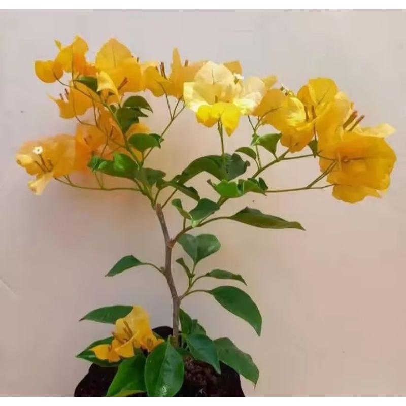 Tanaman hias bougenville monalisa kuning - bougenville bunga kuning