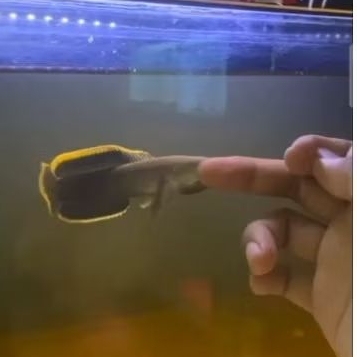 Channa Limbata rim Wc 14-16cm