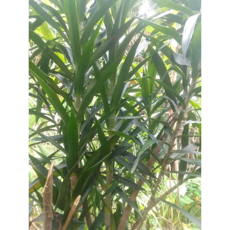 

daun Suji banyak manfaat bisa untuk bikin kue juga