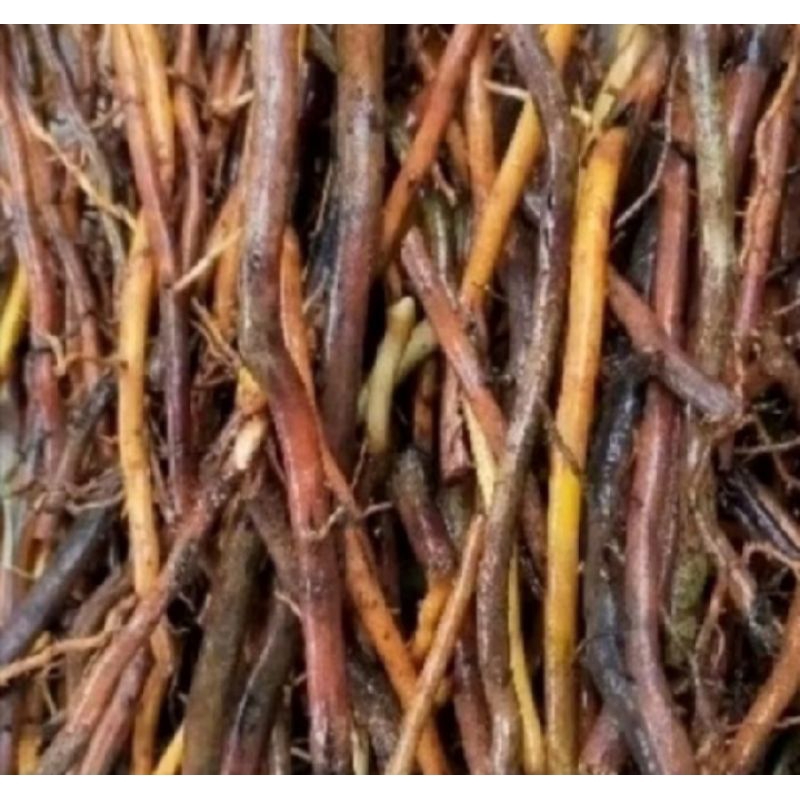 

Akar pohon aren segar/pohon kawung 300 gr