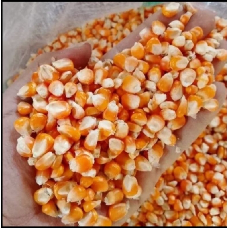 

GROSIR JAGUNG HIBRIDA KEMASAN 1 KILO SIAP TANAM P27 212 SUMO PERKASA