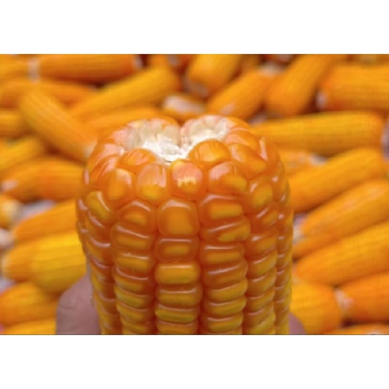 

PROMO TERLARIS 1000 GRAM BENIH JAGUNG HIBRIDA SIAP TANAM PE 21 18 212 SUMO PERKASA