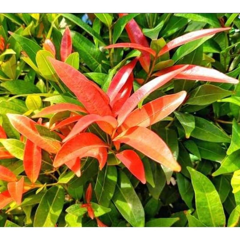 

Daun pucuk merah segar organik 100 lembar petik langsung-az