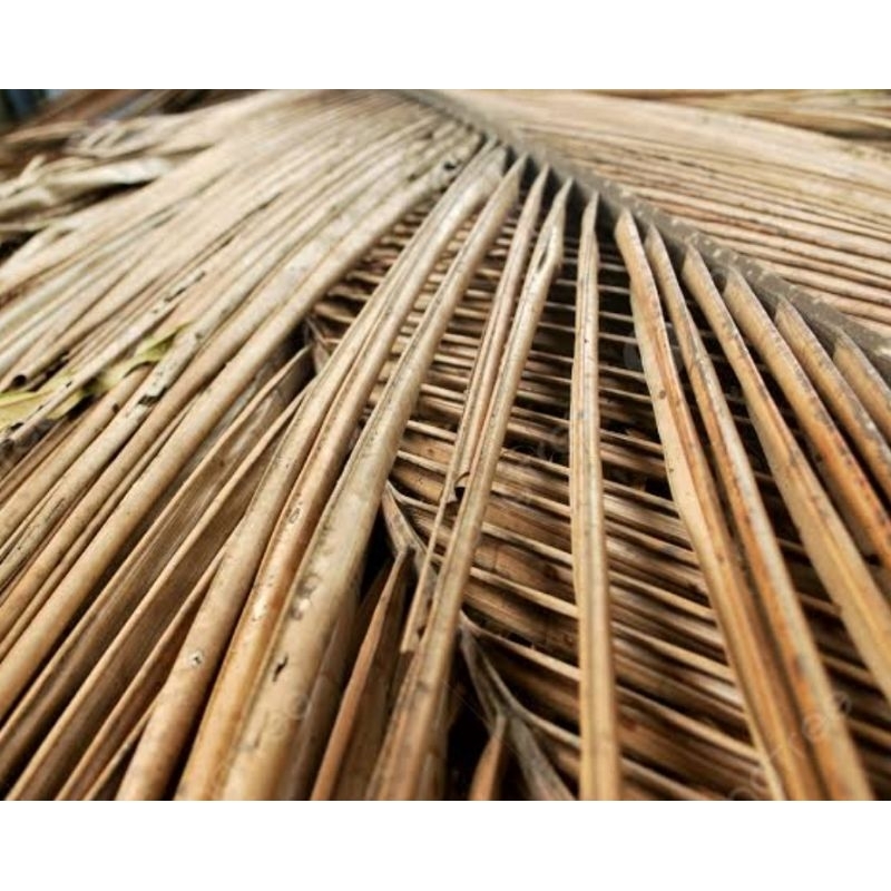 

Daun kelapa kering natural isi 50 batang