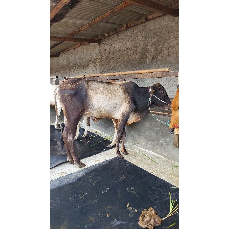 

Sapi Jawa 250 kg-an / Sapi - Sapi Jawa Untuk Kurban Harga Terjangkau