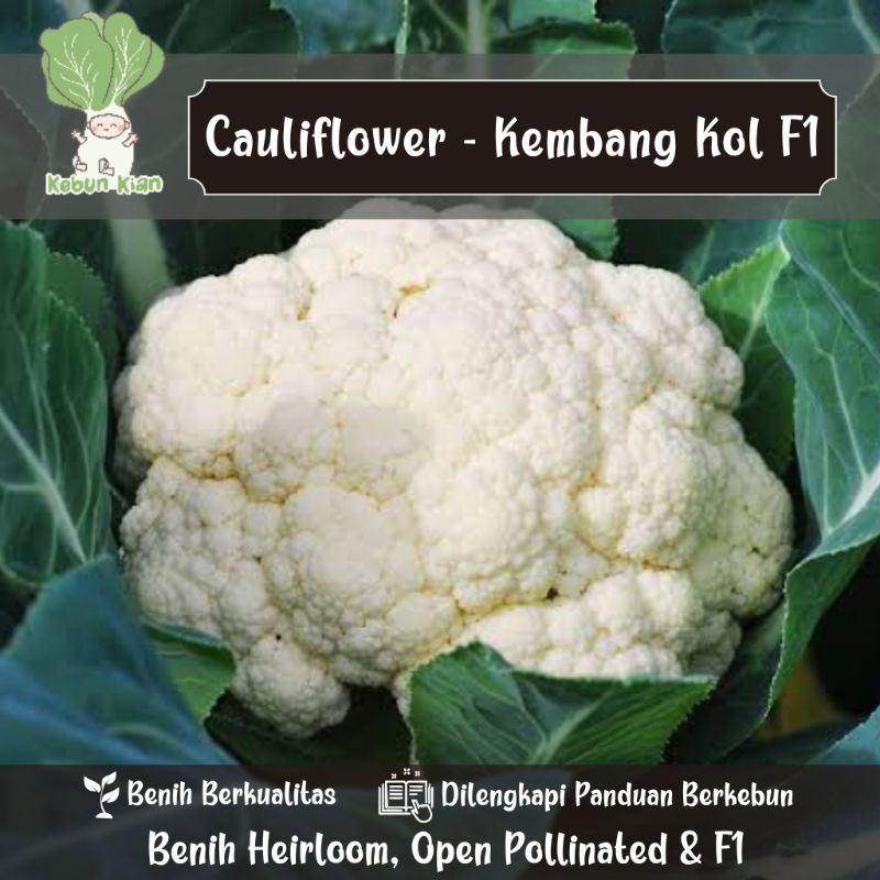 

20 Biji - Benih Cauliflower - Kembang Kol
