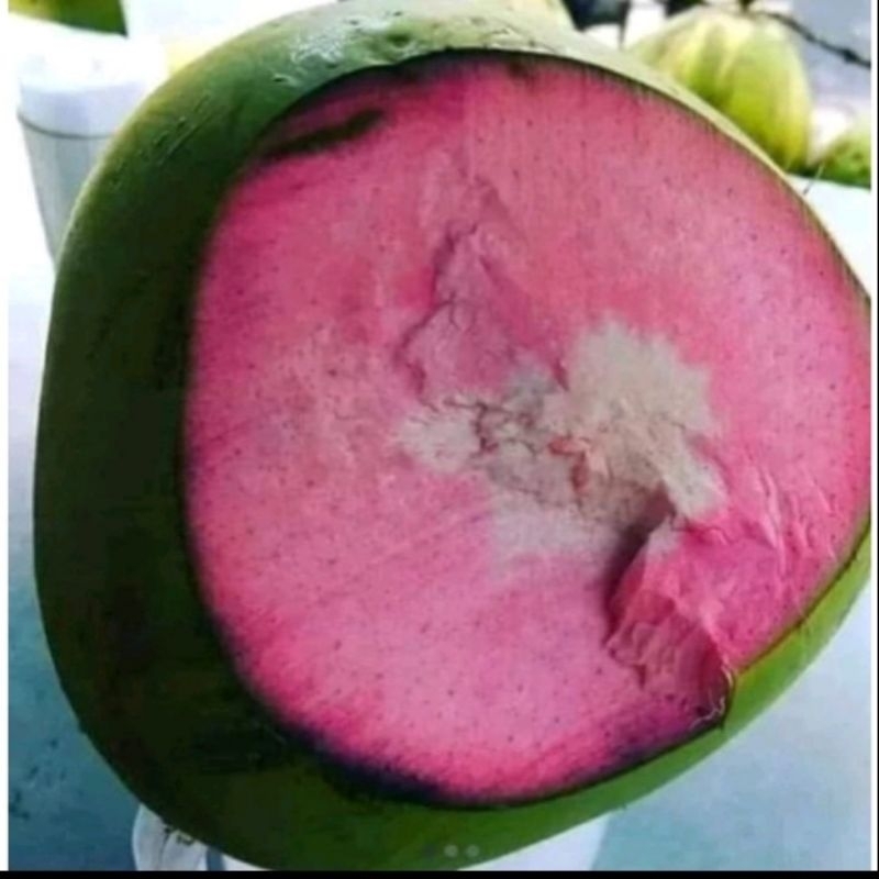 

KELAPA IJO CUPAT MERAH