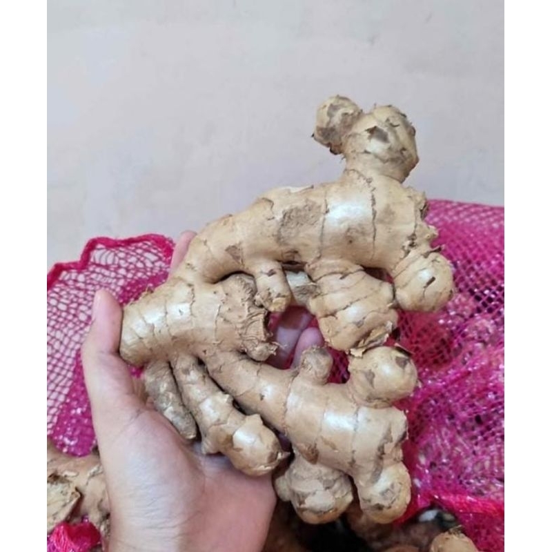 

JAHE GAJAH FRESH SEGAR